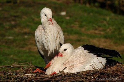 DSC_0397 Plankendael 2011