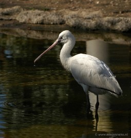 DSC_0413 Plankendael 2011