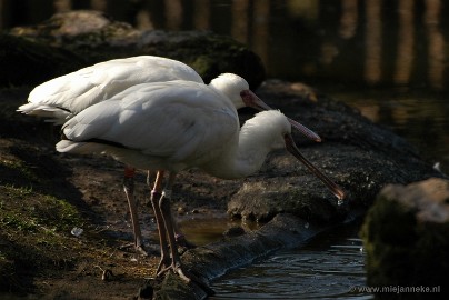 DSC_0416 Plankendael 2011