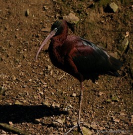 DSC_0589a Plankendael 2011