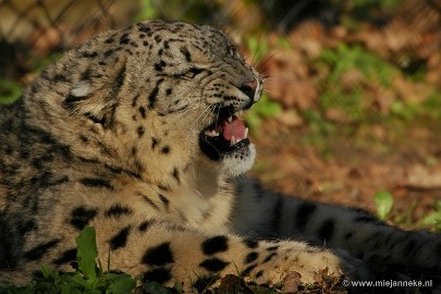 DSC_0815a Plankendael 2011