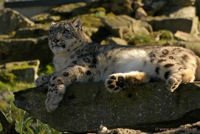 DSC_0833a Plankendael 2011