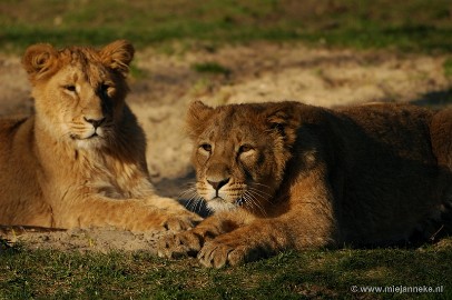 DSC_1048 Plankendael 2011