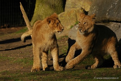 DSC_1074 Plankendael 2011