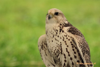 DSC_4298 Platteland en valkeniers beurs Overpelt 2011