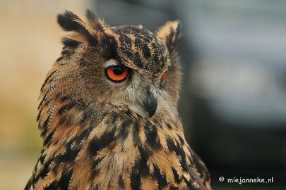 DSC_4344 Platteland en valkeniers beurs Overpelt 2011