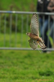 DSC_4384 Platteland en valkeniers beurs Overpelt 2011