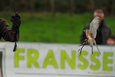 DSC_4385 Platteland en valkeniers beurs Overpelt 2011