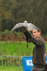 DSC_4388 Platteland en valkeniers beurs Overpelt 2011