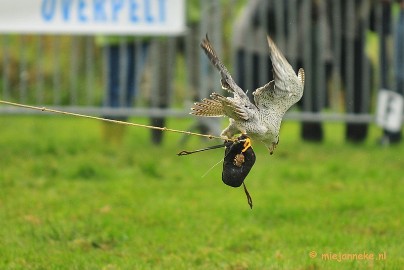 DSC_4423 Platteland en valkeniers beurs Overpelt 2011