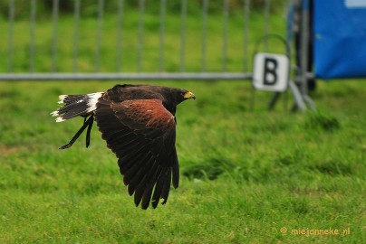 DSC_4473 Platteland en valkeniers beurs Overpelt 2011