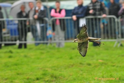 DSC_4501 Platteland en valkeniers beurs Overpelt 2011