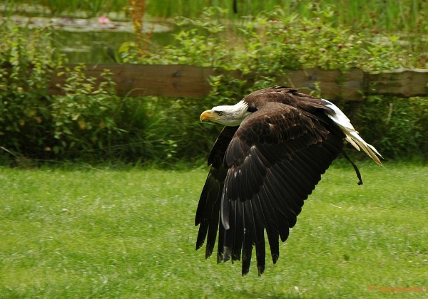 Falcon Crest Fair