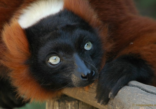 Overloon Parc Zoo