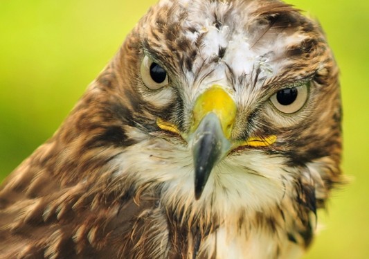 Valkeniers en plattelandsbeurs