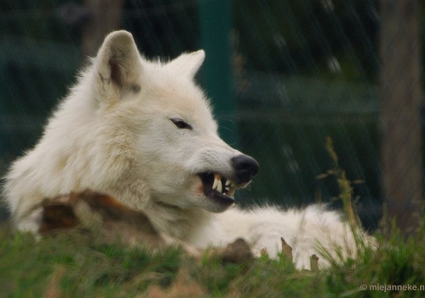 Wolven in Bilstain Belgie