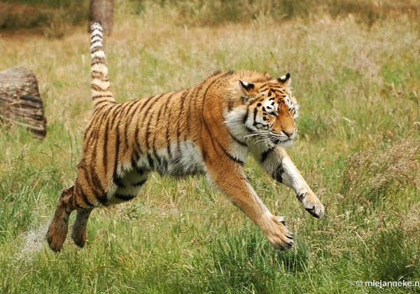 Wildparken en dierentuin 2011