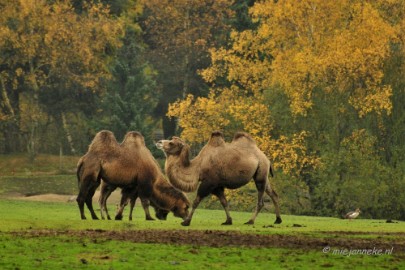 kameel2 Beekse Bergen