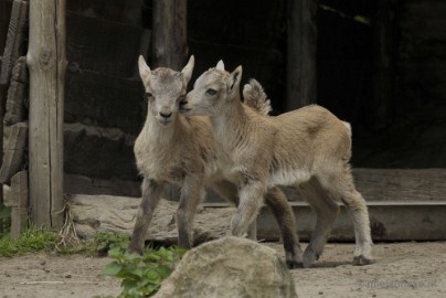 _DSC1092 Dierenrijk nuenen 2012