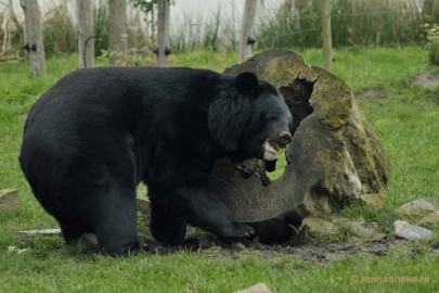 _DSC6299 Dierenrijk