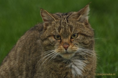 _DSC6337 Dierenrijk