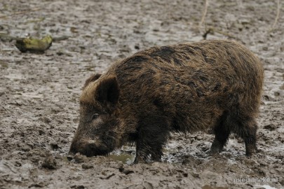 _DSC6378 Dierenrijk