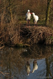 _DSC6440 Dierenrijk