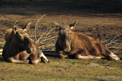 _DSC6465 Dierenrijk