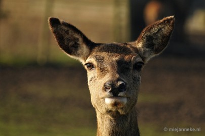 _DSC6470 Dierenrijk