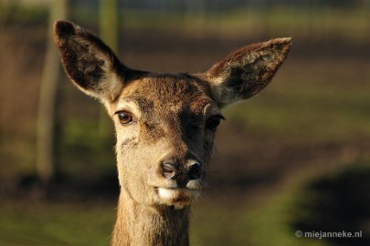 _DSC6483 Dierenrijk