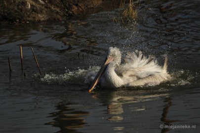 _DSC6589 Dierenrijk