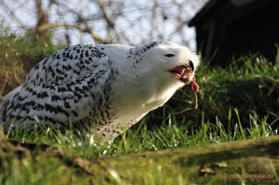 _DSC6646 Dierenrijk