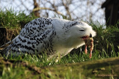 _DSC6679 Dierenrijk