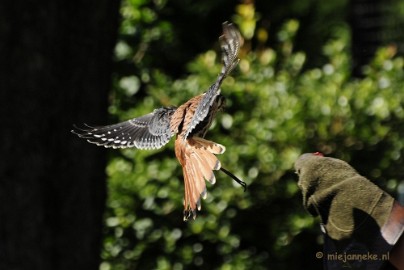 _DSC6729 Falcon Crest