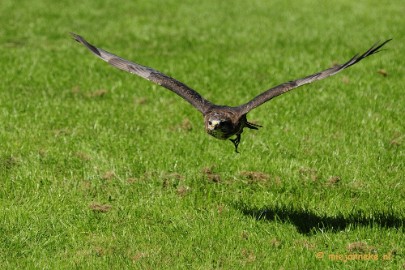 _DSC6866 Falcon Crest