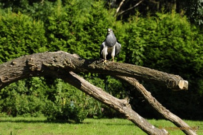 _DSC6903 Falcon Crest