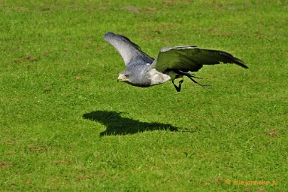 _DSC6909 Falcon Crest