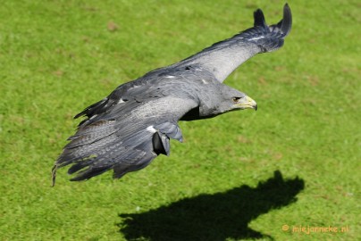 _DSC6920 Falcon Crest