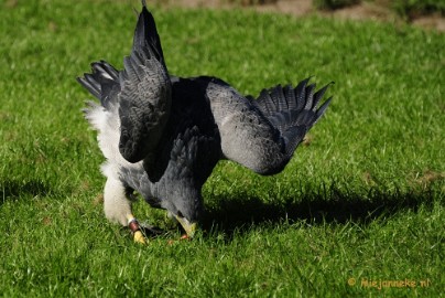 _DSC6925 Falcon Crest