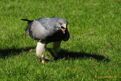 _DSC6928 Falcon Crest