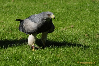 _DSC6929 Falcon Crest