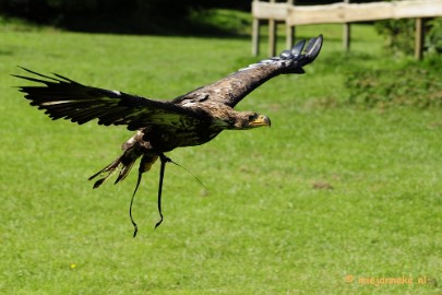 _DSC6945 Falcon Crest