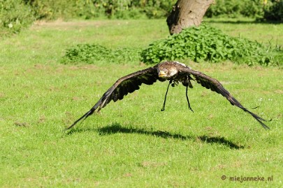 _DSC7006 Falcon Crest