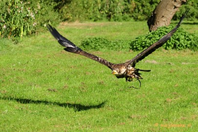 _DSC7007a Falcon Crest