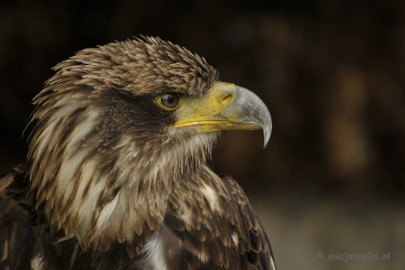 _DSC7353 Falcon Crest