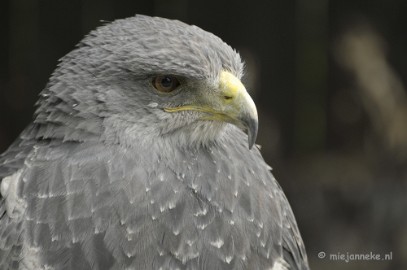 _DSC7355 Falcon Crest