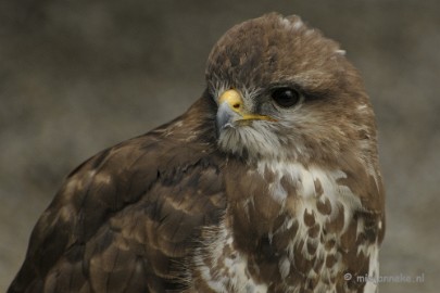 _DSC7360 Falcon Crest