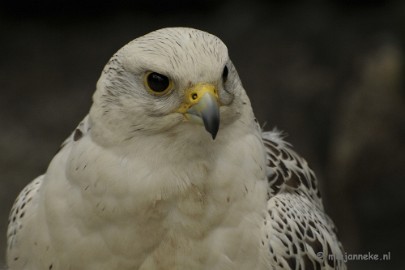 _DSC7369 Falcon Crest