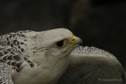 _DSC7371 Falcon Crest