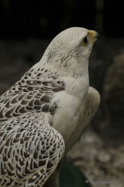 _DSC7373 Falcon Crest